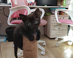 Кошки в Нижнем Новгороде: котята в добрые руки Разнополые, 50 руб. - фото 6