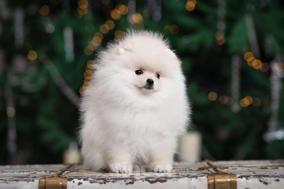 Собаки в Москве: Померанский шпиц мини мальчик Мальчик, 65 000 руб. - фото 2