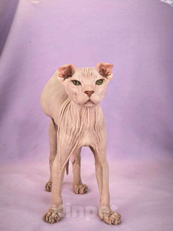 Кошки в Москве: Элитный котенок украинский левкой Мальчик, Бесплатно - фото 1