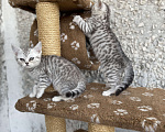 Кошки в Брянске: Британские малыши Девочка, 5 000 руб. - фото 5