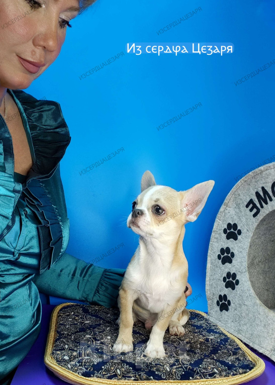 Собаки в Москве: Мальчик с голубеньким носиком Мальчик, 20 000 руб. - фото 1