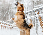 Собаки в Москве: Ищет дом Тим - верный друг и надежный товарищ. Мальчик, Бесплатно - фото 4