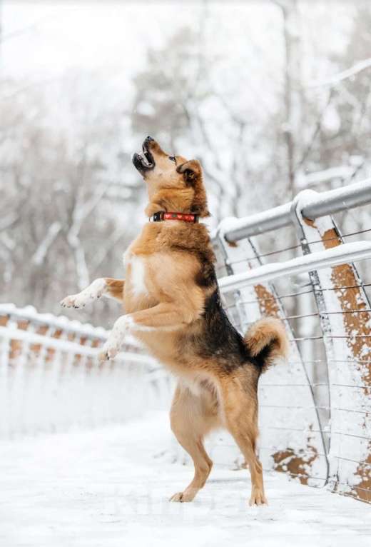 Собаки в Москве: Ищет дом Тим - верный друг и надежный товарищ. Мальчик, Бесплатно - фото 4