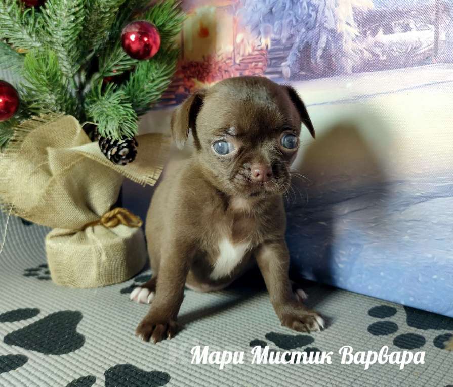 Собаки в Санкт-Петербурге: Варвара шоколадного окраса чихуахуа  Девочка, 100 000 руб. - фото 3