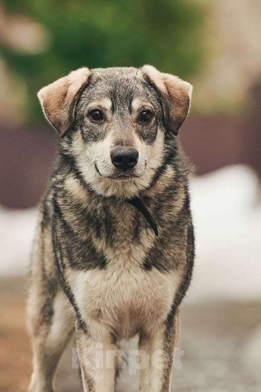 Собаки в Лосином-Петровском: Аракс валентинка в добрые руки Мальчик, Бесплатно - фото 5