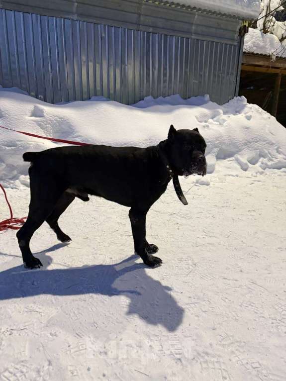 Собаки в Ногинске: Муфа - кане-корсо попал в приют Мальчик, Бесплатно - фото 7