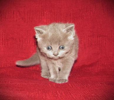 шотландская кошечка страйт