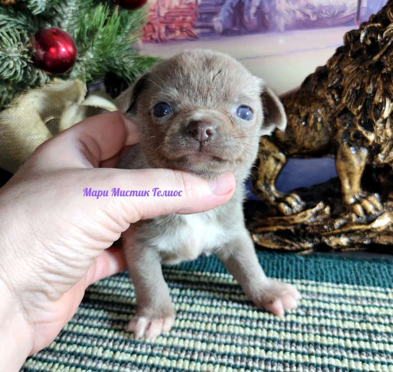Собаки в Санкт-Петербурге: Чихуахуа лилового окраса Гелиос Мальчик, 70 000 руб. - фото 1