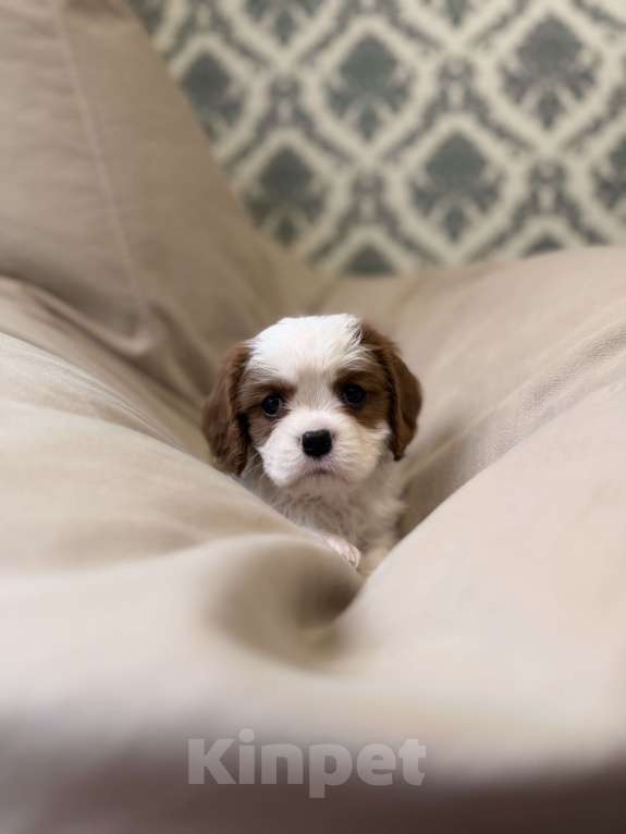 Собаки в Москве: Bernard Ola Estelar Мальчик, 85 000 руб. - фото 6