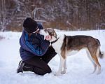 Собаки в Москве: Собака из приюта в добрые руки Девочка, Бесплатно - фото 3
