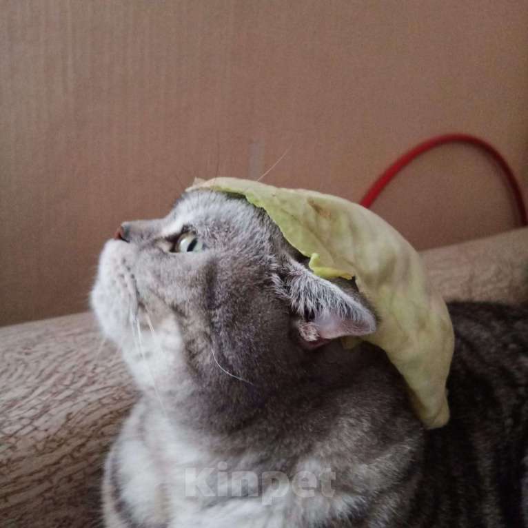 Кошки в Стерлитамаке: Ваш будущий кот Мальчик, Бесплатно - фото 9