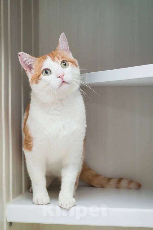 Кошки в Москве: Добрый Филя Мальчик, Бесплатно - фото 3