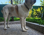Собаки в Севастополе: Вязка алабая Мальчик, 1 руб. - фото 4