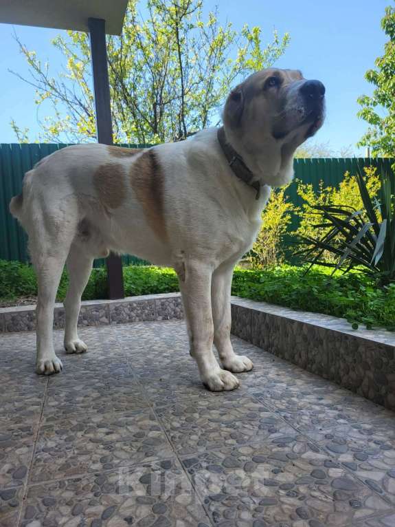 Собаки в Севастополе: Вязка алабая Мальчик, 1 руб. - фото 4
