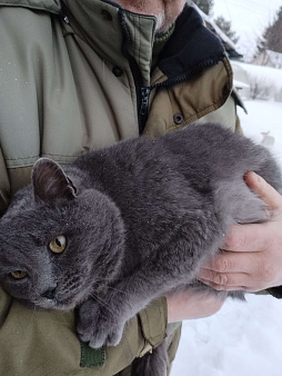 Объявление: Кузя, Бесплатно, Новосибирск