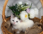 Кошки в Сосновом Бору: Котенок Бабочка Девочка, Бесплатно - фото 4
