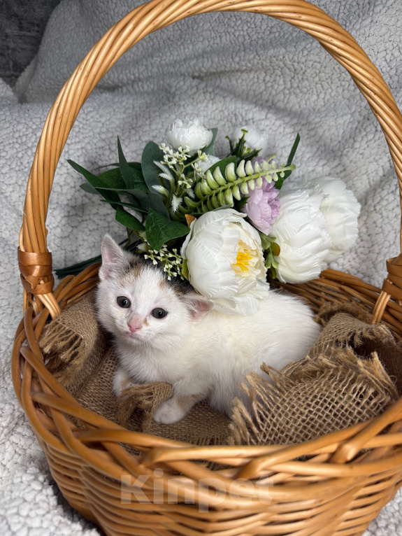 Кошки в Сосновом Бору: Котенок Бабочка Девочка, Бесплатно - фото 4
