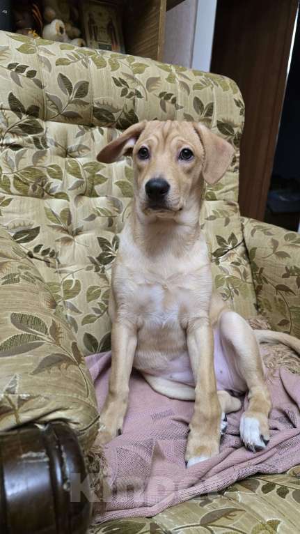 Собаки в Семилуках: Отдам в добрые руки Девочка, Бесплатно - фото 3