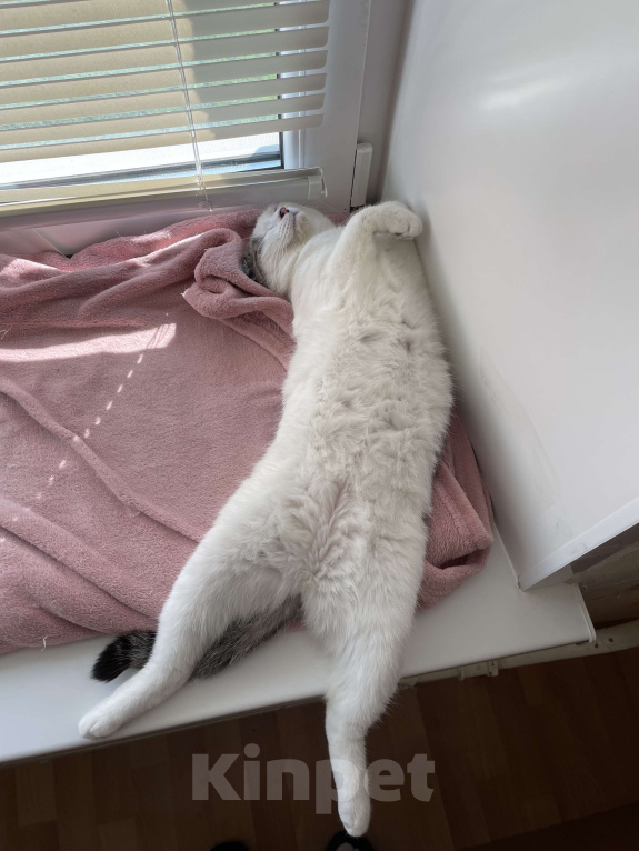 Кошки в Оренбурге: Миса Девочка, Бесплатно - фото 6