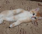 Кошки в Махачкале: Милый мальчик  Мальчик, 35 000 руб. - фото 6