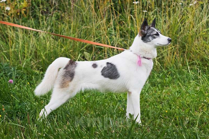 Собаки в Москве: Нежная и ласковая белая красавица собака Ариша Девочка, Бесплатно - фото 2