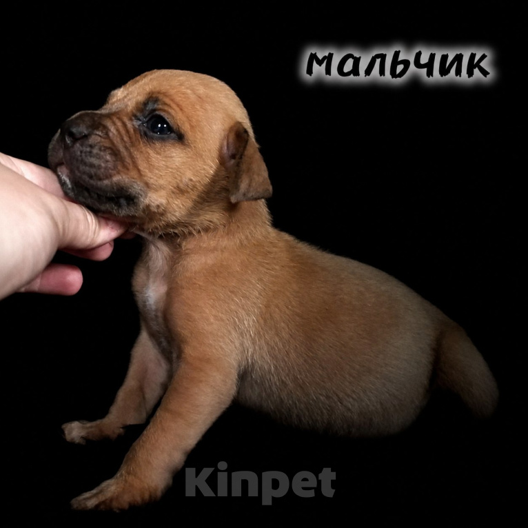 Собаки в Екатеринбурге: Щенки АПБТ Разнополые, Бесплатно - фото 6