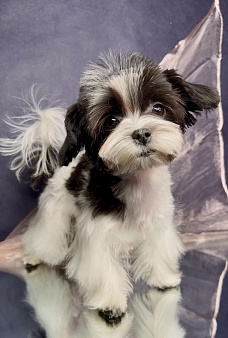 Мальтипушка- девочка минюшка.