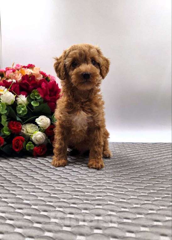 Собаки в Новосибирске: Щенки пуделя Разнополые, Бесплатно - фото 4