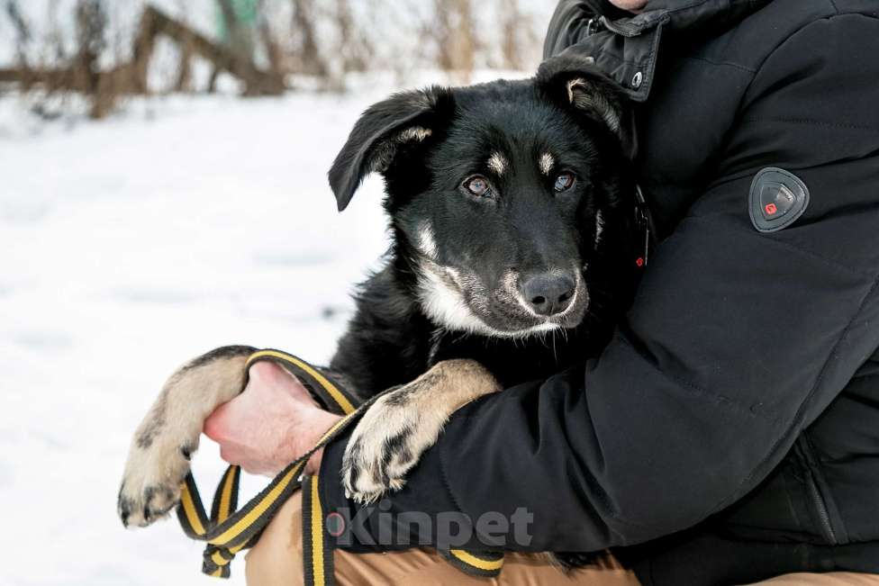 Собаки в Бронницах: Фунтик Мальчик, 1 руб. - фото 1