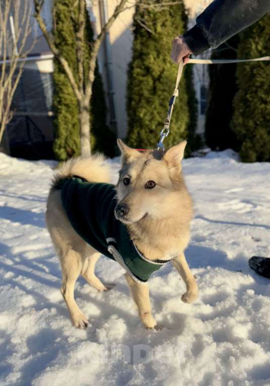 Собаки в других городах Московской области: Собака Карамелька ищет дом Девочка, Бесплатно - фото 2