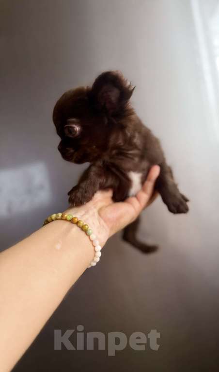 Собаки в Ростове-на-Дону: Чихуахуа мальчик Мальчик, 35 000 руб. - фото 10