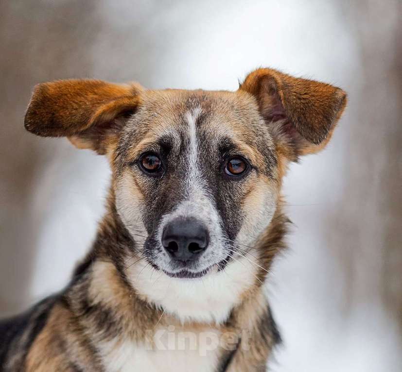 Собаки в Белоозёрском: ЛИНДИ (Далила) Девочка, 2 руб. - фото 9