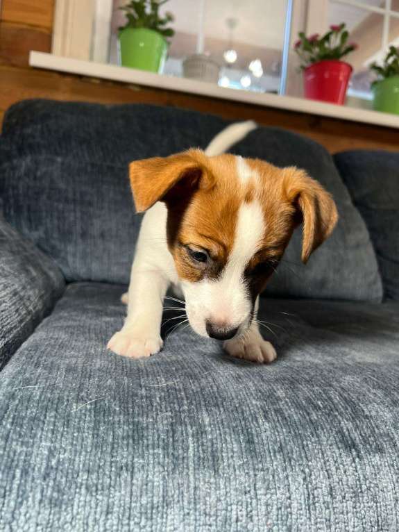 Собаки в Москве: Продается племенной  щенок джек рассел тер. 3  мес мальчик Мальчик, Бесплатно - фото 2