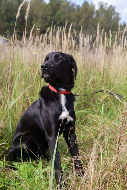 Собаки в Москве: Берта Девочка, Бесплатно - фото 25