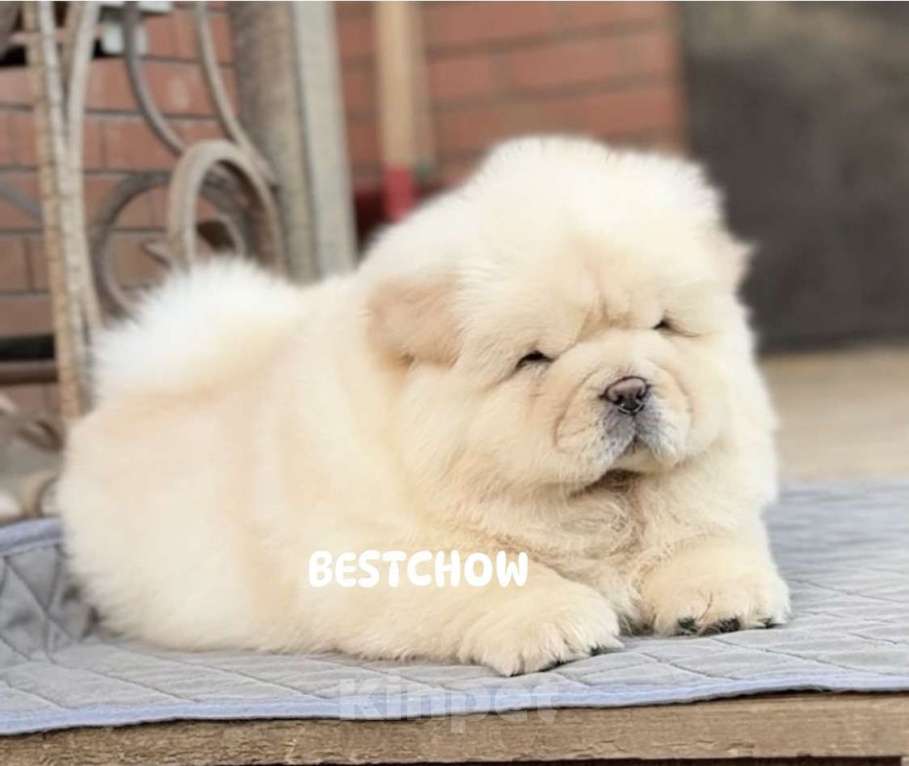 Собаки в Екатеринбурге: Щенки чау-чау мальчик Мальчик, 150 000 руб. - фото 1