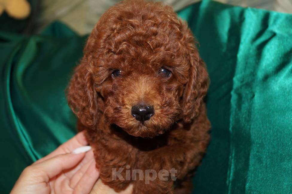 Собаки в Москве: Пудель-щенок деволчка Девочка, 80 000 руб. - фото 1