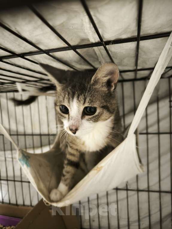 Кошки в Санкт-Петербурге: Котик 5 мес чудо характер Мальчик, Бесплатно - фото 1