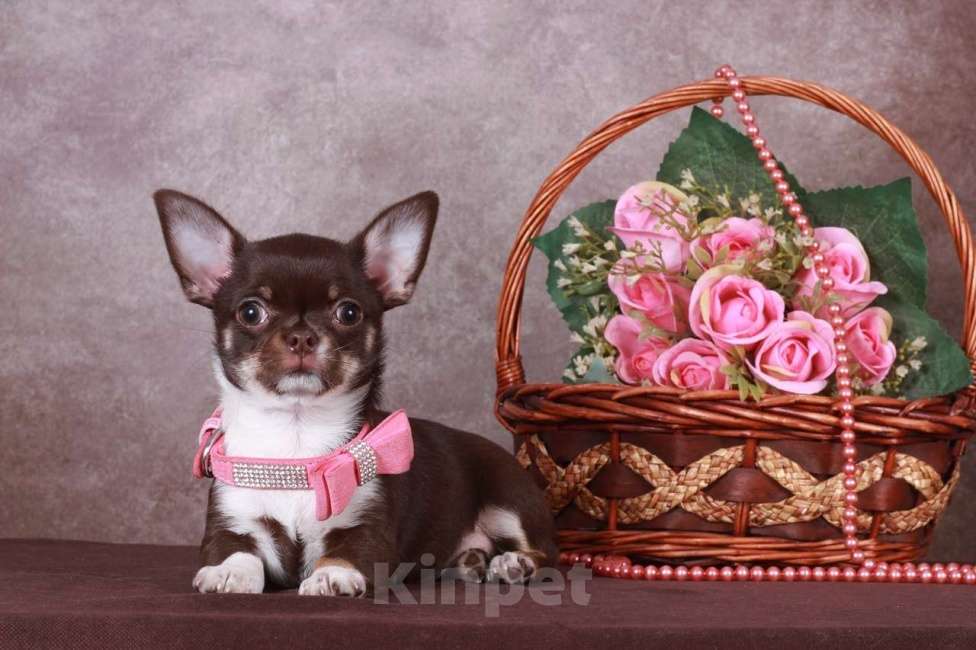 Собаки в Люберцах: Янтарная капелька Девочка, 50 000 руб. - фото 2