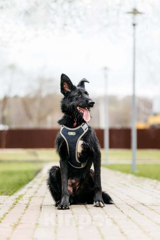 Собаки в Москве: Черный красавчик Брэт в добрые руки Мальчик, 1 руб. - фото 2