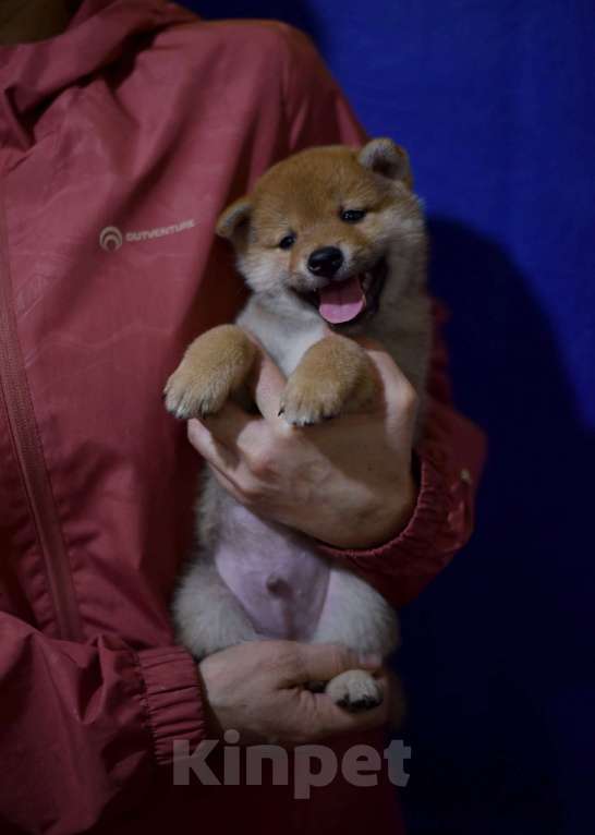 Собаки в Москве: Щенки сиба от чемпионов Мальчик, 50 000 руб. - фото 2