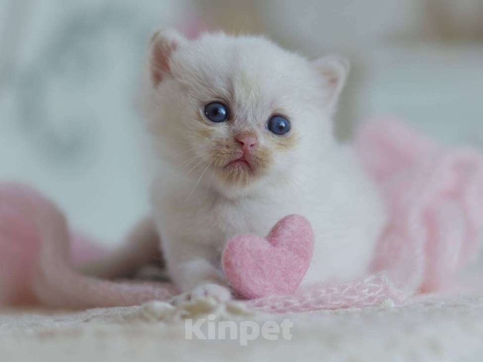 Кошки в Москве: Британский мальчик Фан-Фан Мальчик, 100 000 руб. - фото 10