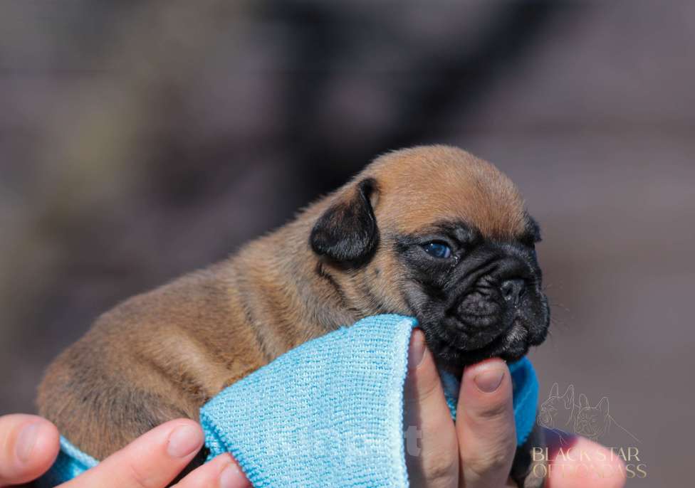 Собаки в Ртищево: Щенки французского бульдога Мальчик, 100 000 руб. - фото 2