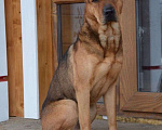 Собаки в Ревде: Метис шарпея Бакки Мальчик, 100 руб. - фото 1