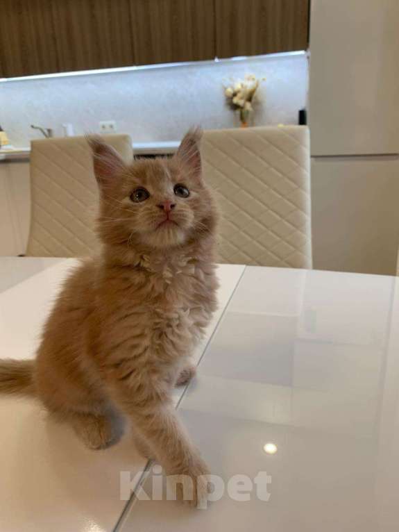 Кошки в Москве: Роскошная девочка мейн-кун крем  Девочка, 50 000 руб. - фото 8