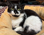 Кошки в Санкт-Петербурге: Кошка из приюта в добрые руки Девочка, Бесплатно - фото 3