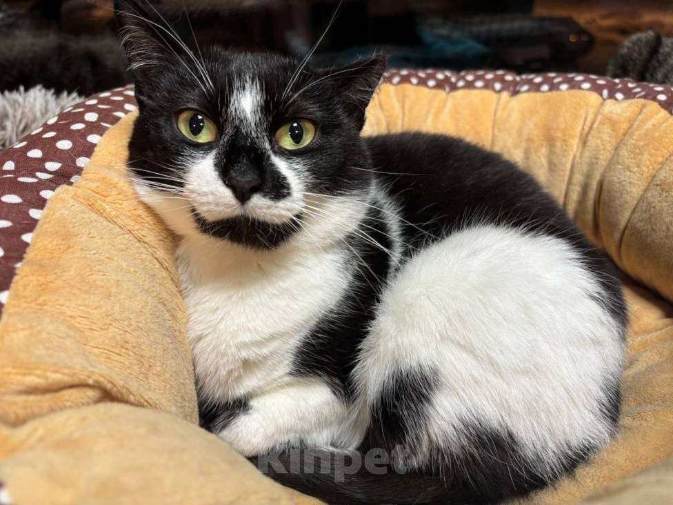 Кошки в Санкт-Петербурге: Кошка из приюта в добрые руки Девочка, Бесплатно - фото 3