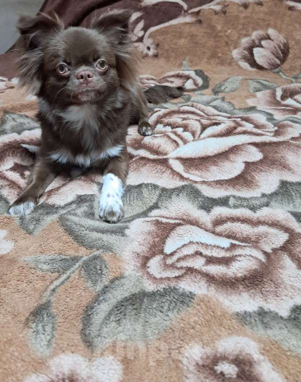 Собаки в других городах Московской области: Мальчишка, д/ш.д.р.20.02.2025.Привит по возрасту.Активный,доброжелательный.Отлично ладит с детьми  Мальчик, 25 000 руб. - фото 2