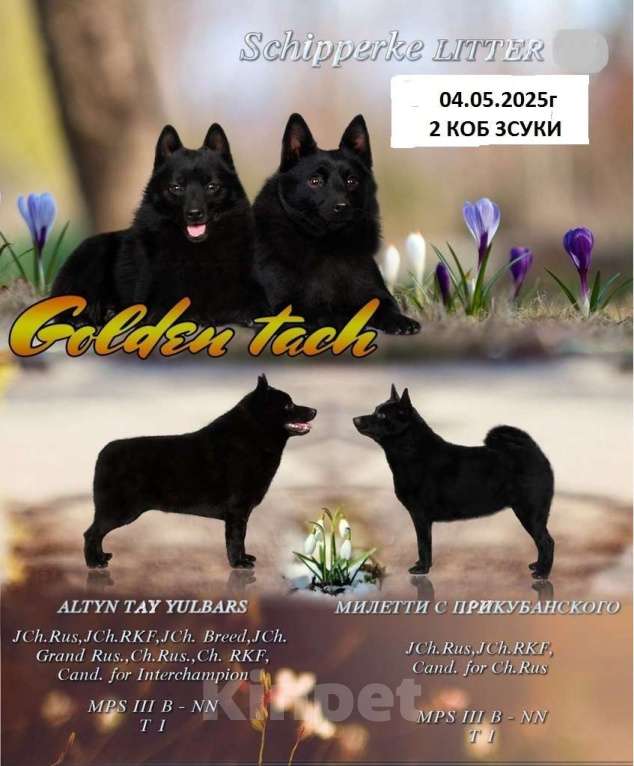 Собаки в Магнитогорске: Высокопородные щенки шипперке Мальчик, 30 000 руб. - фото 2