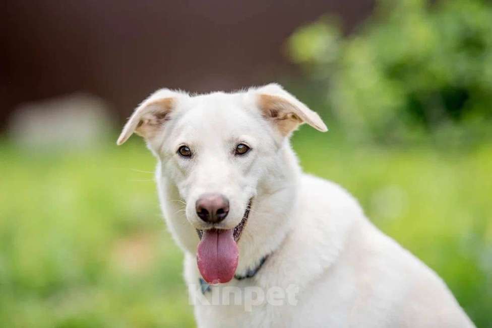 Собаки в Подольске: Собака Рикотта в добрые руки Девочка, Бесплатно - фото 1