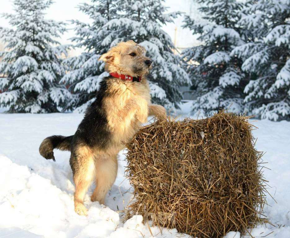 Собаки в Москве: Арчи ждет семью в приюте Мальчик, Бесплатно - фото 7